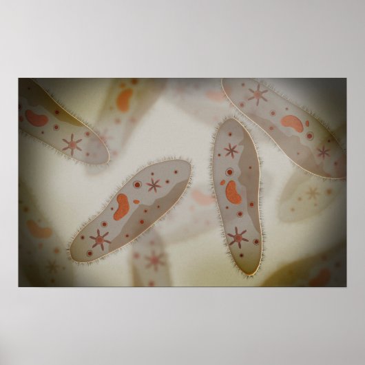 Microscopisch Uitzicht van paramecium 1 Poster (Voorkant)