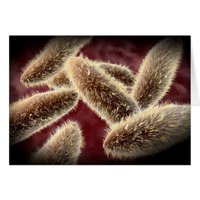 Microscopisch Uitzicht van paramecium 2 (Voorkant Horizontaal)