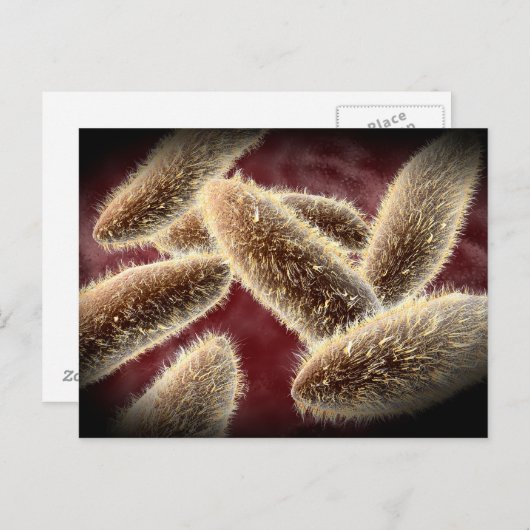 Microscopisch Uitzicht van paramecium 2 Briefkaart (Voorkant / Achterkant)