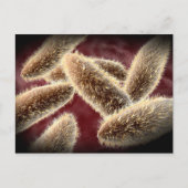 Microscopisch Uitzicht van paramecium 2 Briefkaart (Voorkant)