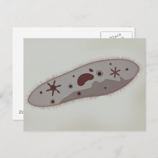 Microscopisch Uitzicht van paramecium 3 Briefkaart (Voorkant / Achterkant)