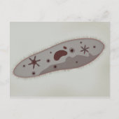Microscopisch Uitzicht van paramecium 3 Briefkaart (Voorkant)