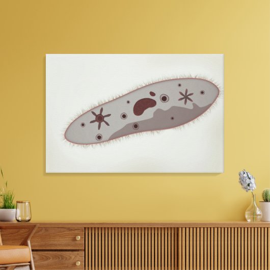 Microscopisch Uitzicht van paramecium 3 Canvas Afdruk (Insitu (Woonkamer))