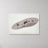 Microscopisch Uitzicht van paramecium 3 Canvas Afdruk (Voorkant)