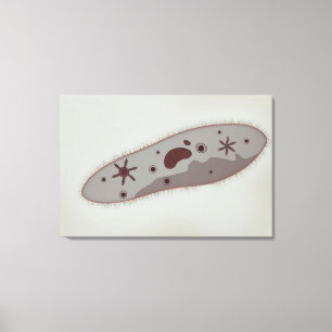 Microscopisch Uitzicht van paramecium 3 Canvas Afdruk