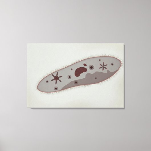 Microscopisch Uitzicht van paramecium 3 Canvas Afdruk (Voorkant)