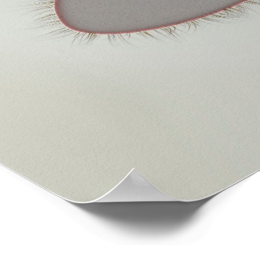 Microscopisch Uitzicht van paramecium 3 Poster (Hoek)