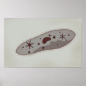 Microscopisch Uitzicht van paramecium 3 Poster (Voorkant)