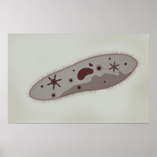 Microscopisch Uitzicht van paramecium 3 Poster (Voorkant)