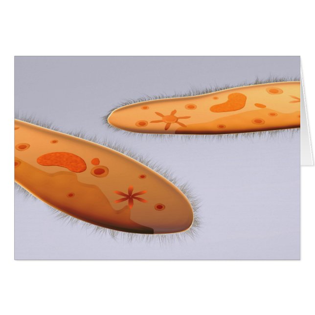 Microscopisch Uitzicht van paramecium 4 (Voorkant Horizontaal)