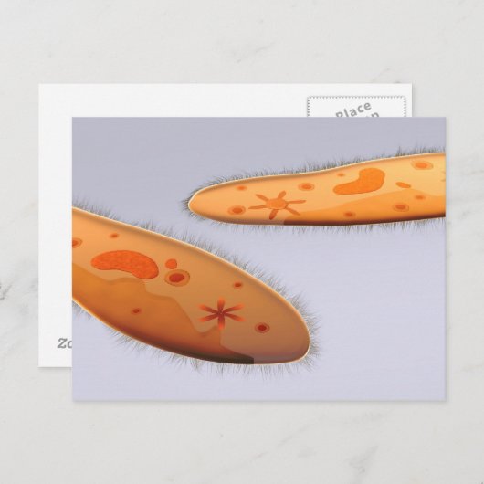 Microscopisch Uitzicht van paramecium 4 Briefkaart (Voorkant / Achterkant)
