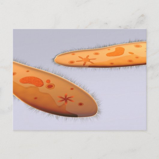 Microscopisch Uitzicht van paramecium 4 Briefkaart (Voorkant)