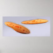 Microscopisch Uitzicht van paramecium 4 Poster (Voorkant)