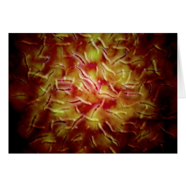 Microscopisch Uitzicht van Sperm (Voorkant Horizontaal)