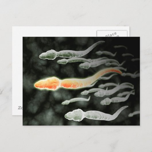 Microscopisch Uitzicht van Sperm Traveling Briefkaart (Voorkant / Achterkant)