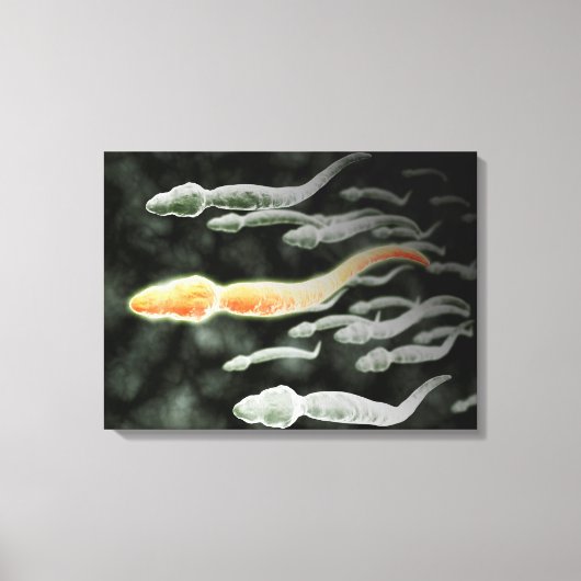 Microscopisch Uitzicht van Sperm Traveling Canvas Afdruk (Voorkant)