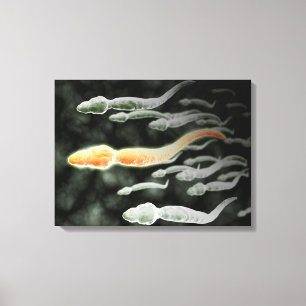 Microscopisch Uitzicht van Sperm Traveling Canvas Afdruk