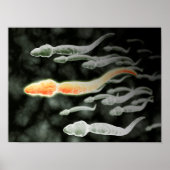 Microscopisch Uitzicht van Sperm Traveling Poster (Voorkant)