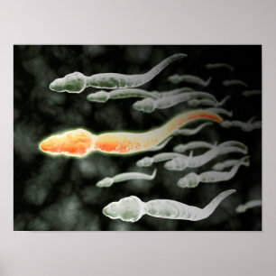 Microscopisch Uitzicht van Sperm Traveling Poster