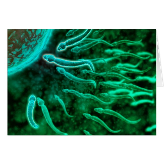 Microscopisch Uitzicht van spinzwemmen naar eieren (Voorkant Horizontaal)