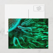 Microscopisch Uitzicht van spinzwemmen naar eieren Briefkaart (Voorkant / Achterkant)