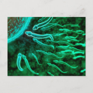 Microscopisch Uitzicht van spinzwemmen naar eieren Briefkaart