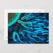 Microscopisch Uitzicht van spinzwemmen naar eieren Briefkaart (Voorkant / Achterkant)