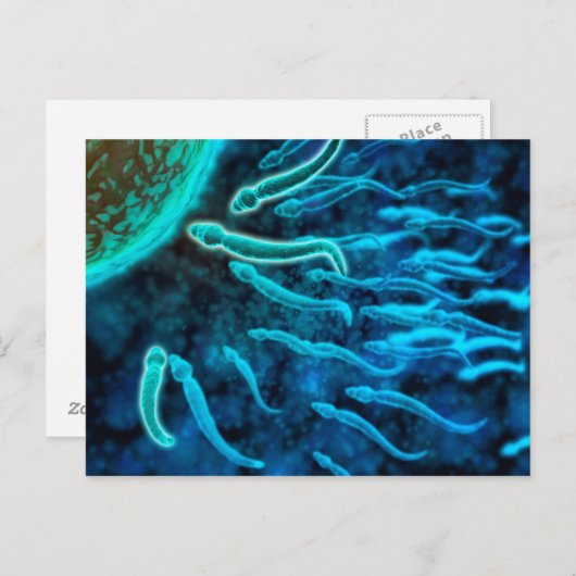 Microscopisch Uitzicht van spinzwemmen naar eieren Briefkaart (Voorkant / Achterkant)