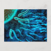 Microscopisch Uitzicht van spinzwemmen naar eieren Briefkaart (Voorkant)