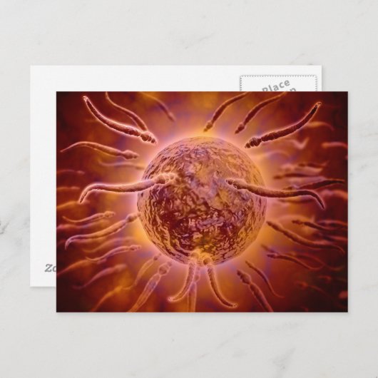 Microscopisch Uitzicht van spinzwemmen naar eieren Briefkaart (Voorkant / Achterkant)