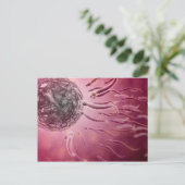 Microscopisch Uitzicht van spinzwemmen naar eieren Briefkaart (Staand voorkant)