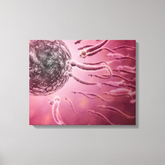 Microscopisch Uitzicht van spinzwemmen naar eieren Canvas Afdruk (Voorkant)