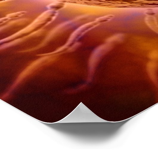 Microscopisch Uitzicht van spinzwemmen naar eieren Poster (Hoek)