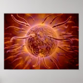 Microscopisch Uitzicht van spinzwemmen naar eieren Poster (Voorkant)