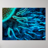 Microscopisch Uitzicht van spinzwemmen naar eieren Poster (Voorkant)