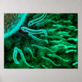 Microscopisch Uitzicht van spinzwemmen naar eieren Poster (Voorkant)