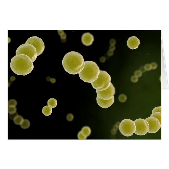 Microscopisch Uitzicht van Streptococcus 1 (Voorkant Horizontaal)