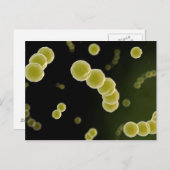 Microscopisch Uitzicht van Streptococcus 1 Briefkaart (Voorkant / Achterkant)