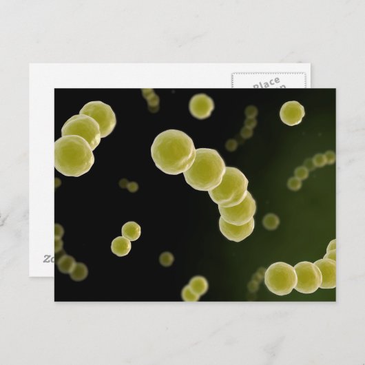 Microscopisch Uitzicht van Streptococcus 1 Briefkaart (Voorkant / Achterkant)