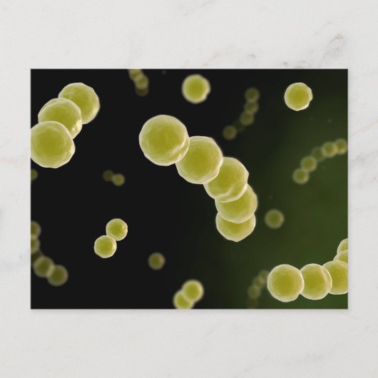 Microscopisch Uitzicht van Streptococcus 1 Briefkaart (Voorkant)