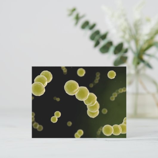 Microscopisch Uitzicht van Streptococcus 1 Briefkaart (Staand voorkant)