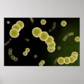Microscopisch Uitzicht van Streptococcus 1 Poster (Voorkant)