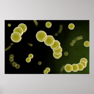 Microscopisch Uitzicht van Streptococcus 1 Poster