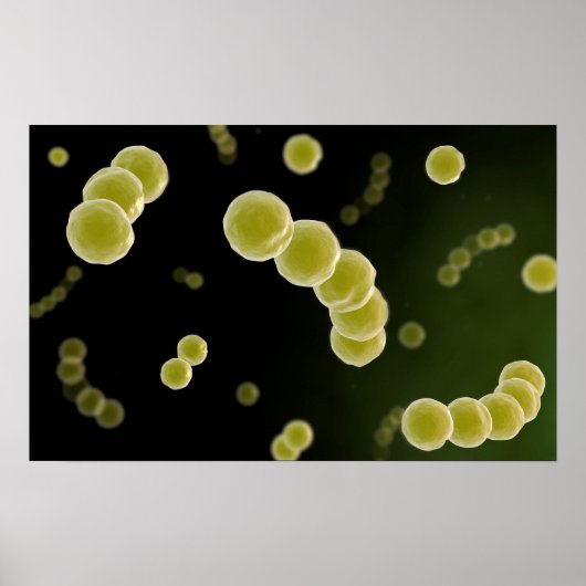 Microscopisch Uitzicht van Streptococcus 1 Poster (Voorkant)
