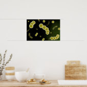 Microscopisch Uitzicht van Streptococcus 1 Poster (Keuken)