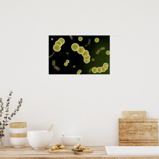 Microscopisch Uitzicht van Streptococcus 1 Poster (Keuken)