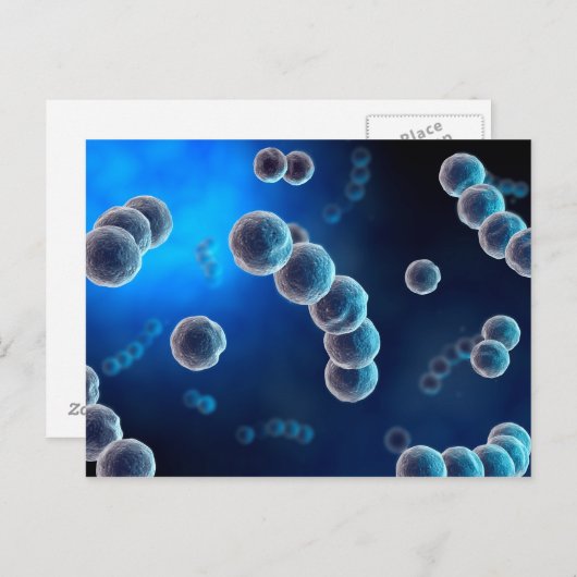 Microscopisch Uitzicht van Streptococcus 2 Briefkaart (Voorkant / Achterkant)