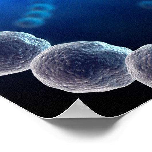 Microscopisch Uitzicht van Streptococcus 2 Poster (Hoek)
