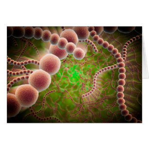 Microscopisch Uitzicht van Streptococcus pneumonia