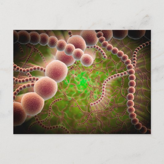 Microscopisch Uitzicht van Streptococcus pneumonia Briefkaart (Voorkant)
